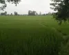 Madhuban land for sale, Bardiya land, 10 kaththa land, east-facing land Bardiya, Madhuban municipality property, gravel road land Bardiya, cheap land Bardiya, Bardiya real estate, 8 meter road frontage land, direct owner sale Bardiya