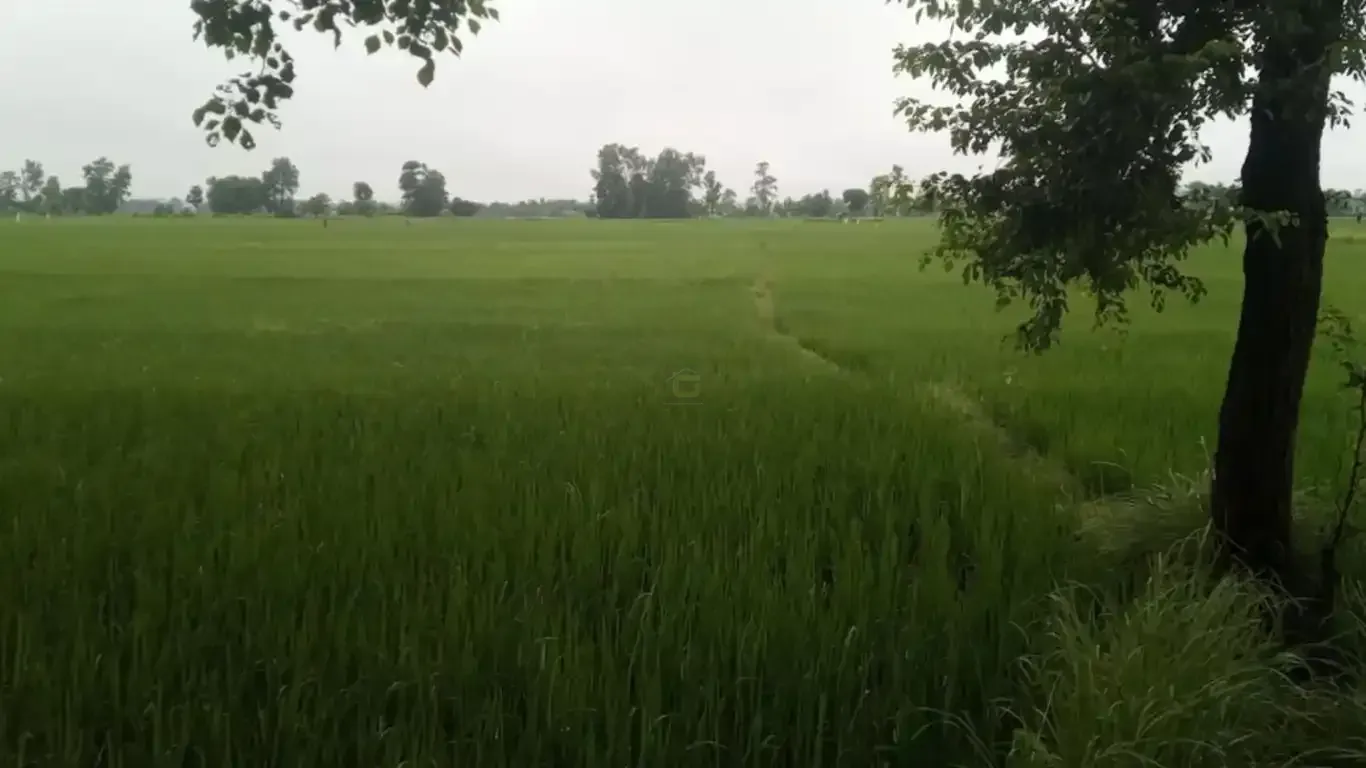 Madhuban land for sale, Bardiya land, 10 kaththa land, east-facing land Bardiya, Madhuban municipality property, gravel road land Bardiya, cheap land Bardiya, Bardiya real estate, 8 meter road frontage land, direct owner sale Bardiya