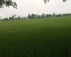 Madhuban land for sale, Bardiya land, 10 kaththa land, east-facing land Bardiya, Madhuban municipality property, gravel road land Bardiya, cheap land Bardiya, Bardiya real estate, 8 meter road frontage land, direct owner sale Bardiya