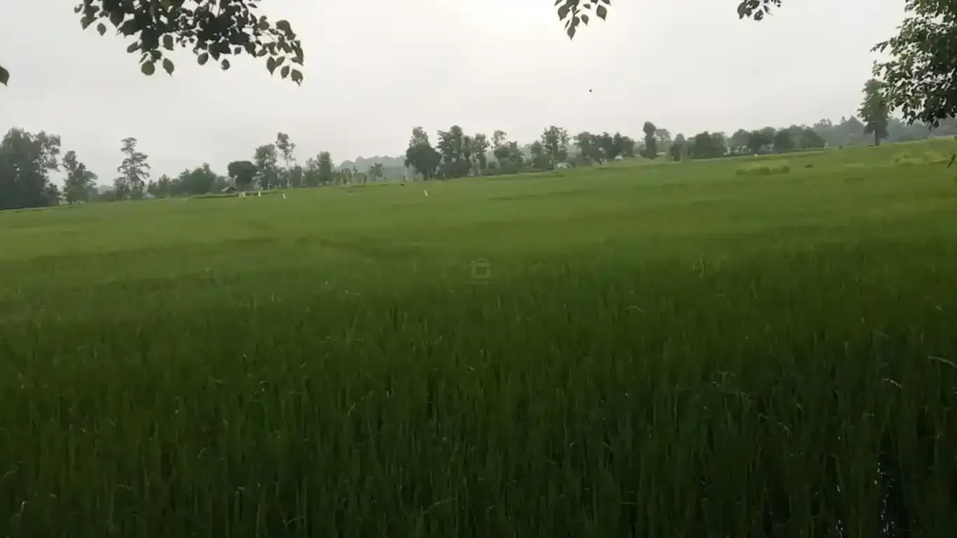 Madhuban land for sale, Bardiya land, 10 kaththa land, east-facing land Bardiya, Madhuban municipality property, gravel road land Bardiya, cheap land Bardiya, Bardiya real estate, 8 meter road frontage land, direct owner sale Bardiya