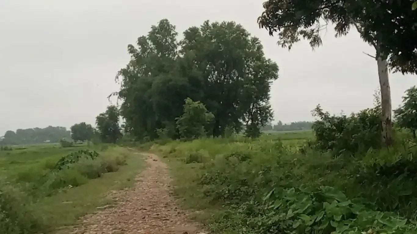 Madhuban land for sale, Bardiya land, 10 kaththa land, east-facing land Bardiya, Madhuban municipality property, gravel road land Bardiya, cheap land Bardiya, Bardiya real estate, 8 meter road frontage land, direct owner sale Bardiya