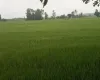 Madhuban land for sale, Bardiya land, 10 kaththa land, east-facing land Bardiya, Madhuban municipality property, gravel road land Bardiya, cheap land Bardiya, Bardiya real estate, 8 meter road frontage land, direct owner sale Bardiya