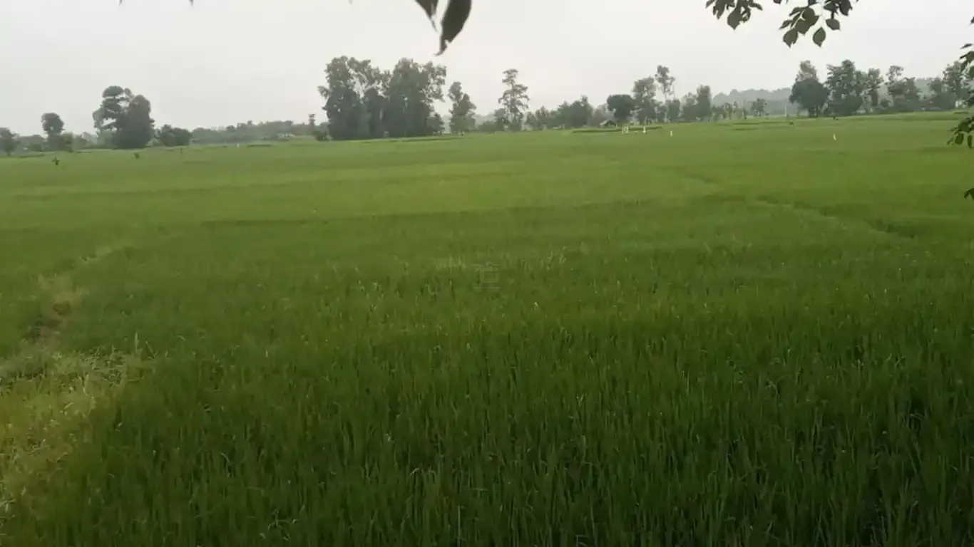 Madhuban land for sale, Bardiya land, 10 kaththa land, east-facing land Bardiya, Madhuban municipality property, gravel road land Bardiya, cheap land Bardiya, Bardiya real estate, 8 meter road frontage land, direct owner sale Bardiya