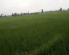 Madhuban land for sale, Bardiya land, 10 kaththa land, east-facing land Bardiya, Madhuban municipality property, gravel road land Bardiya, cheap land Bardiya, Bardiya real estate, 8 meter road frontage land, direct owner sale Bardiya