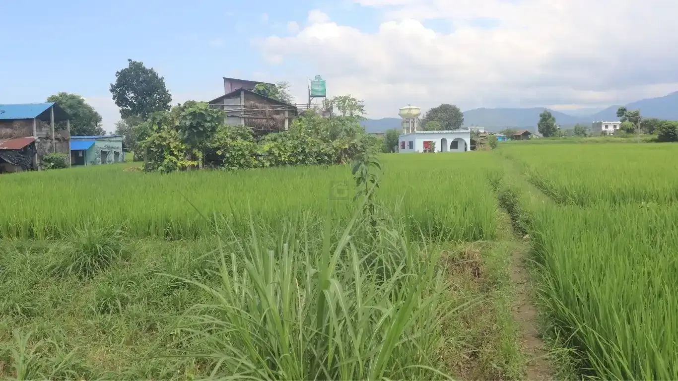 Chitwan land for sale, Birendranagar land, Milan Chowk plot, east-facing land Chitwan, residential land near East-West Highway, buy land Chitwan, Chitwan real estate, Birendranagar property, 6m road land Chitwan, Rapti-7 land