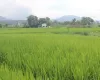 Chitwan land for sale, Birendranagar land, Milan Chowk plot, east-facing land Chitwan, residential land near East-West Highway, buy land Chitwan, Chitwan real estate, Birendranagar property, 6m road land Chitwan, Rapti-7 land