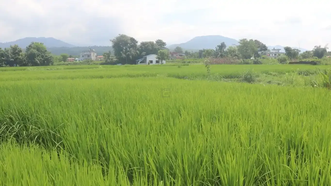 Chitwan land for sale, Birendranagar land, Milan Chowk plot, east-facing land Chitwan, residential land near East-West Highway, buy land Chitwan, Chitwan real estate, Birendranagar property, 6m road land Chitwan, Rapti-7 land