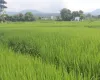 Chitwan land for sale, Birendranagar land, Milan Chowk plot, east-facing land Chitwan, residential land near East-West Highway, buy land Chitwan, Chitwan real estate, Birendranagar property, 6m road land Chitwan, Rapti-7 land