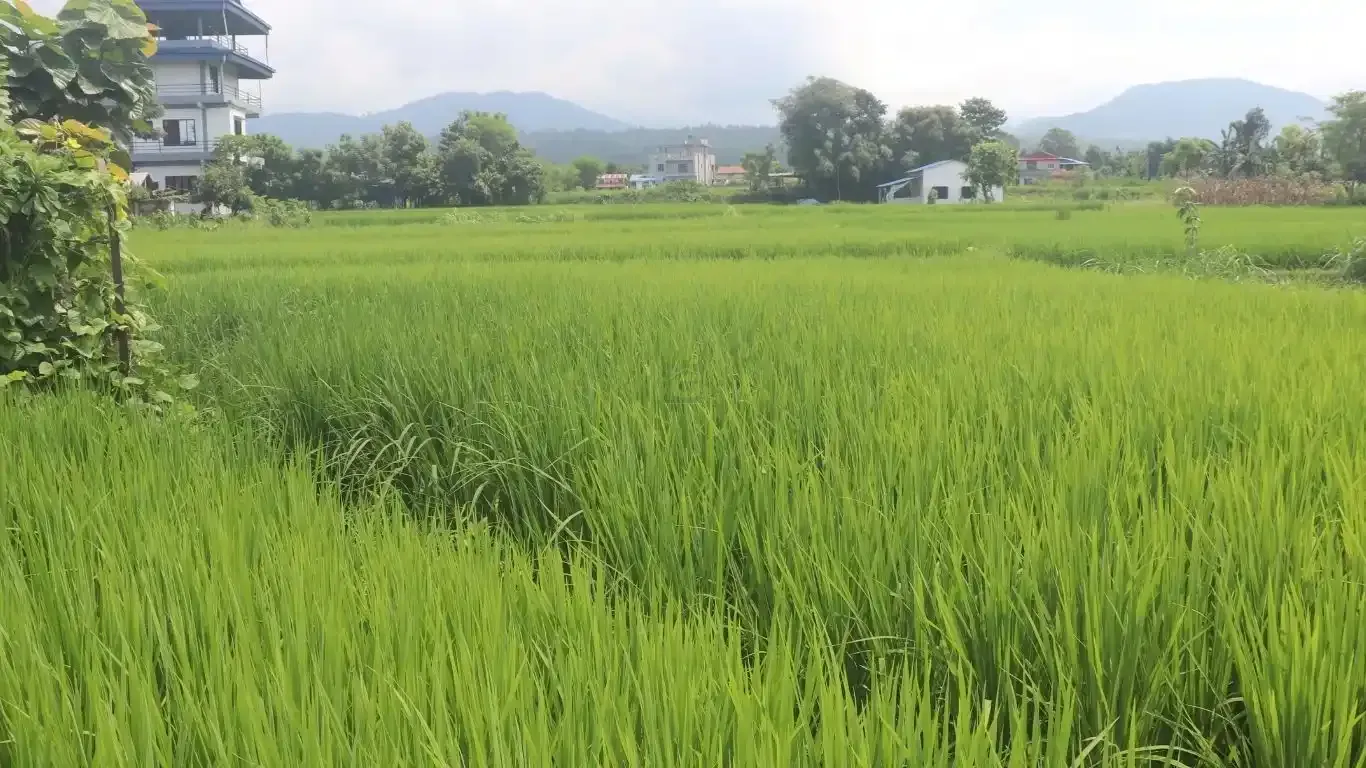 Chitwan land for sale, Birendranagar land, Milan Chowk plot, east-facing land Chitwan, residential land near East-West Highway, buy land Chitwan, Chitwan real estate, Birendranagar property, 6m road land Chitwan, Rapti-7 land
