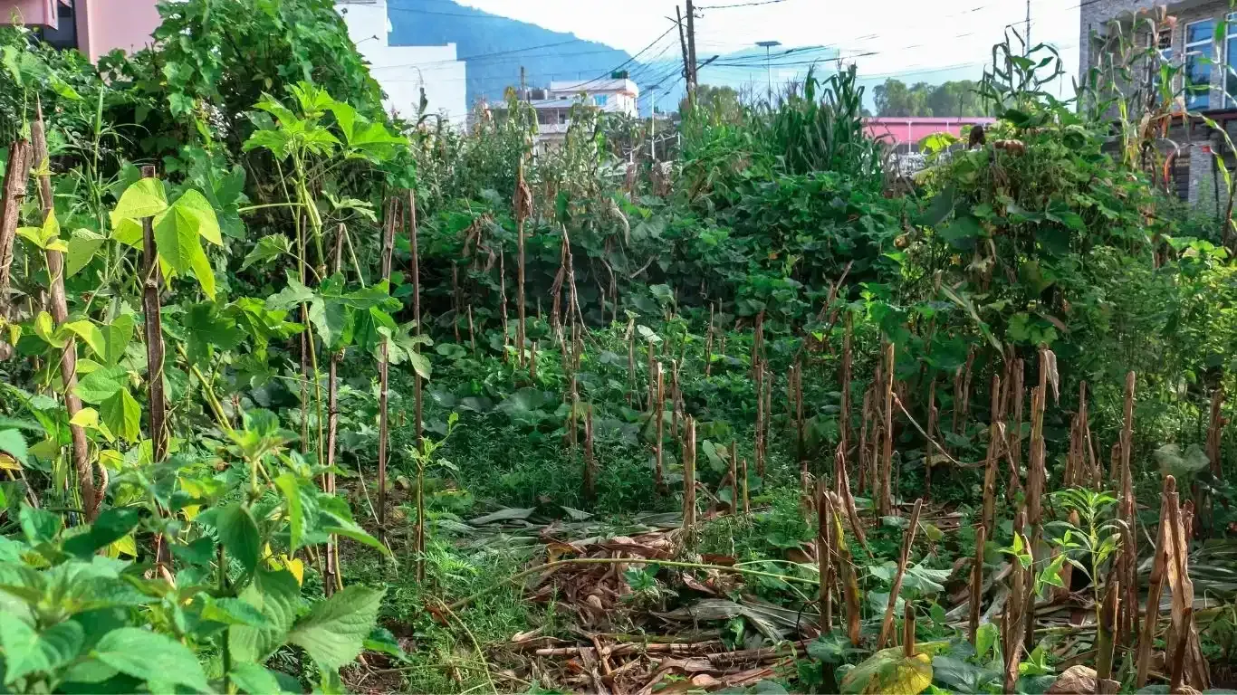 Gokarneshwor land for sale, Naya Pati land Kathmandu, Bipichok residential land, 5 aana land Kathmandu, land near Jorpati Sundarijal road, Kathmandu land buy sell, residential plot Kathmandu, vastu land for sale Nepal