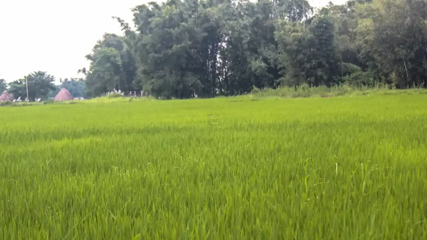 Harchana Chowk land for sale
Birtamod plots Jhapa
Commercial land Birtamod
Institutional land Jhapa
30 ft road land Birtamod
Land near Birtamod Bazaar
Buy land Jhapa Nepal
Land for school/college Birtamod
Large land parcel Birtamod