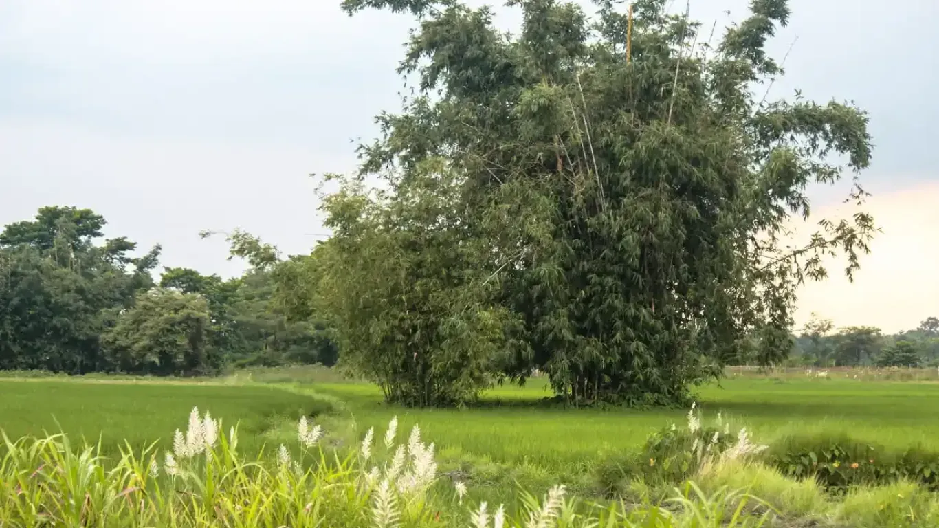 Harchana Chowk land for sale
Birtamod plots Jhapa
Commercial land Birtamod
Institutional land Jhapa
30 ft road land Birtamod
Land near Birtamod Bazaar
Buy land Jhapa Nepal
Land for school/college Birtamod
Large land parcel Birtamod